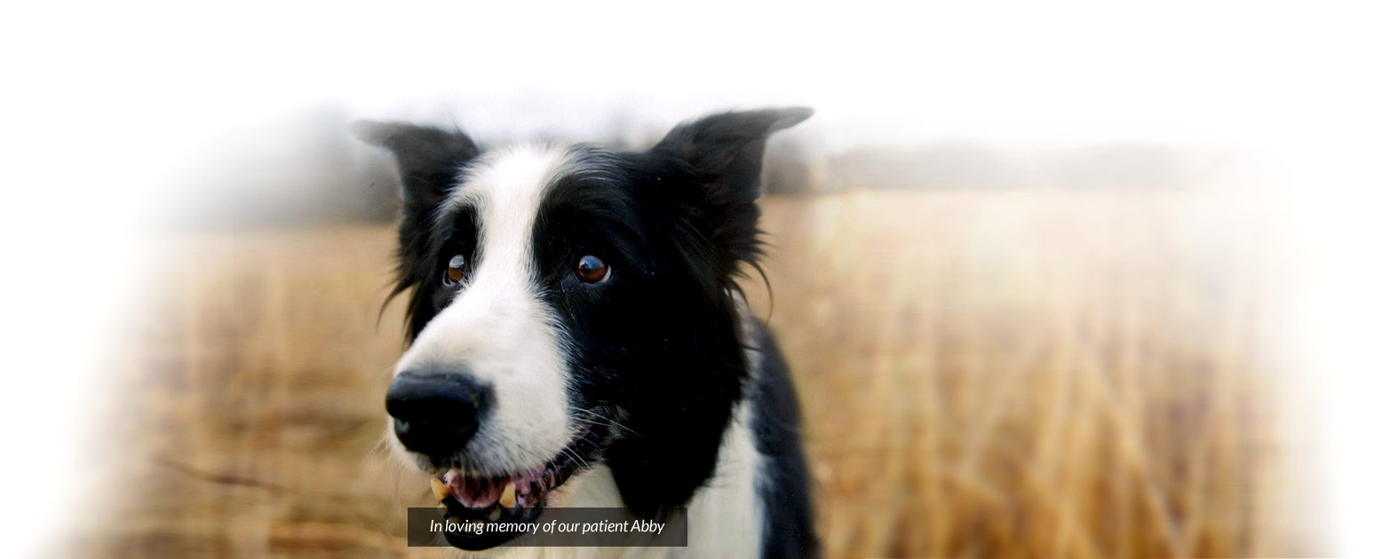 In loving memory of our patient Abby